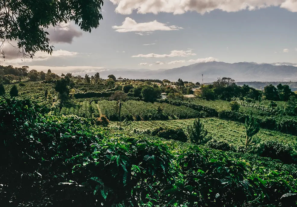 LAS REGIONES CAFETALERAS MÁS IMPORTANTES DE COSTA RICA