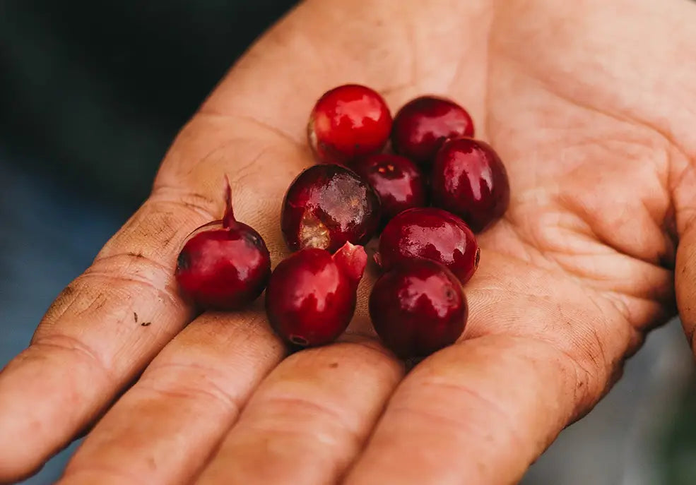 EL CAFÉ, SÍMBOLO NACIONAL DE COSTA RICA