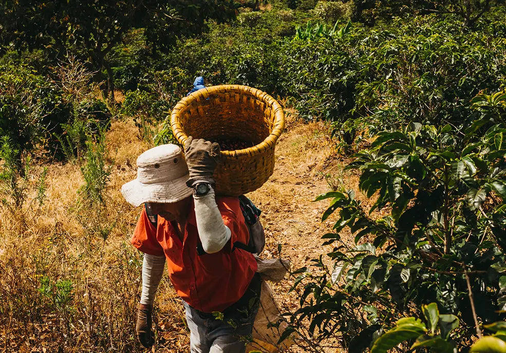 RECORRA UNA PLANTACIÓN DE CAFÉ COMO UN EXPERTO